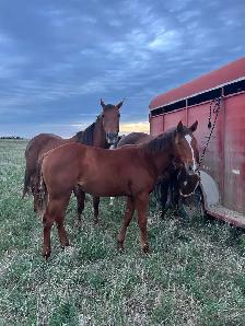 2025 AQHA Filly