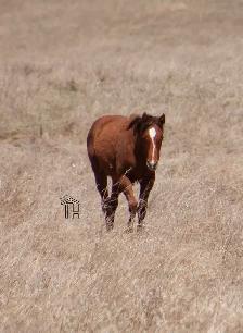 2025 AQHA Filly - Photo 2