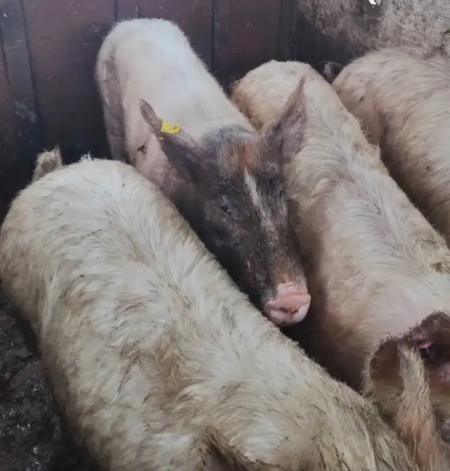 PIGS FOR SALE