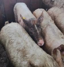 PIGS FOR SALE