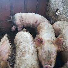 PIGS FOR SALE - Photo 2