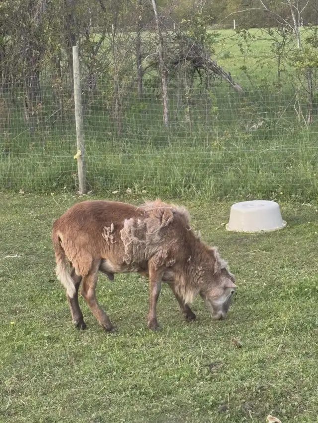 Purebred Katahdin Rams for sale