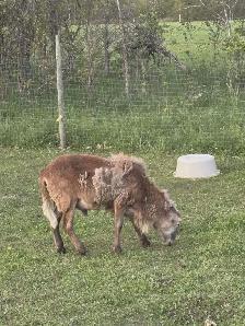 Purebred Katahdin Rams for sale