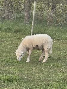 Purebred Katahdin Rams for sale - Photo 2