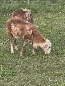 Purebred Katahdin Rams for sale - Photo 3