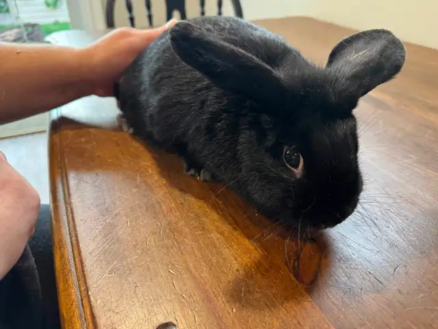 Black Rabbit for Rehoming