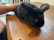 Black Rabbit for Rehoming