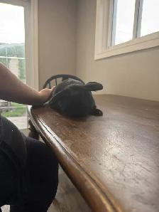 Black Rabbit for Rehoming - Photo 2
