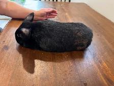 Black Rabbit for Rehoming - Photo 3