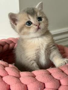 British shorthair and longhair kittens for sale