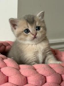 British shorthair and longhair kittens for sale - Photo 2