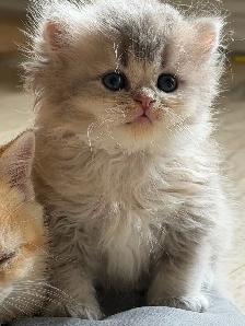 British shorthair and longhair kittens for sale - Photo 3