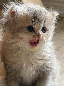 British shorthair and longhair kittens for sale - Photo 4