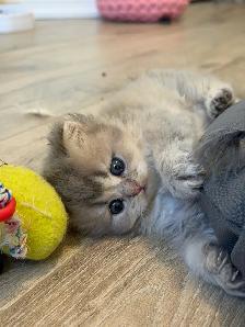 British shorthair and longhair kittens for sale - Photo 5