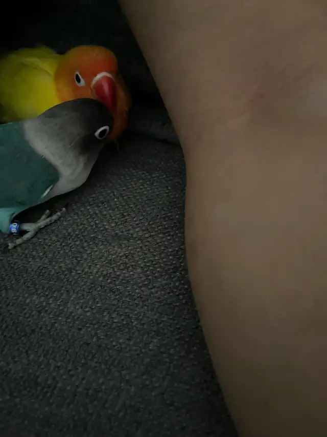 Fischer Lovebirds