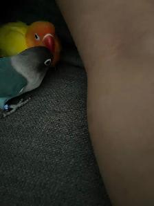 Fischer Lovebirds