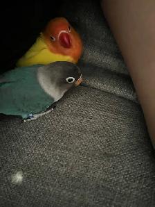 Fischer Lovebirds - Photo 2