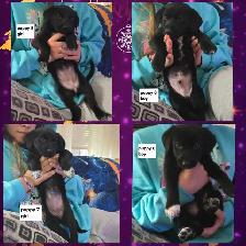 German short hair pointer , husky , shepherd puppies - Photo 2