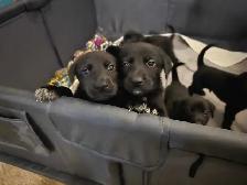 German short hair pointer , husky , shepherd puppies - Photo 4