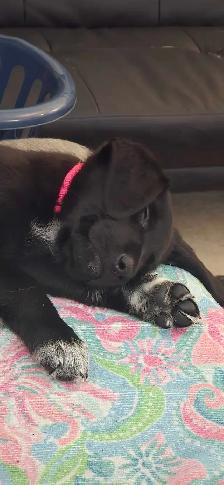 German short hair pointer , husky , shepherd puppies - Photo 5