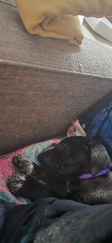 German short hair pointer , husky , shepherd puppies - Photo 7