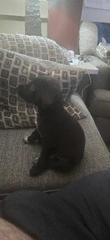 German short hair pointer , husky , shepherd puppies - Photo 8