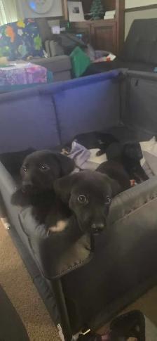 German short hair pointer , husky , shepherd puppies - Photo 9