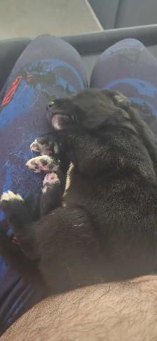 German short hair pointer , husky , shepherd puppies - Photo 10