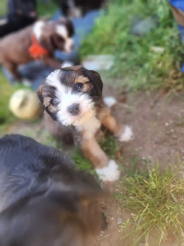 Cavapoo Puppies