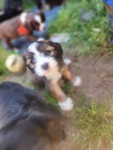 Cavapoo Puppies