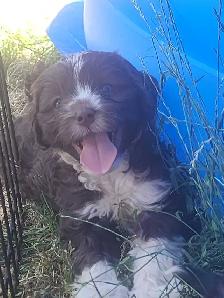 Cavapoo Puppies - Photo 2
