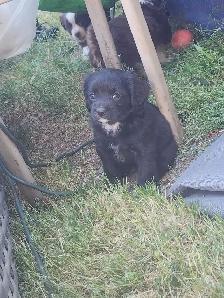 Cavapoo Puppies - Photo 3