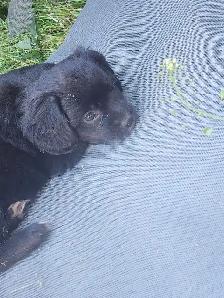 Cavapoo Puppies - Photo 4
