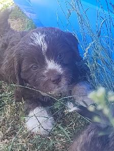 Cavapoo Puppies - Photo 6