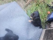 Cavapoo Puppies - Photo 7