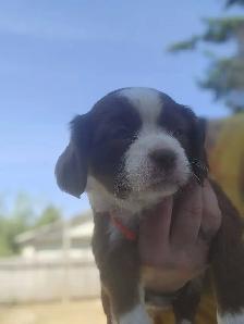 Cavapoo Puppies - Photo 9