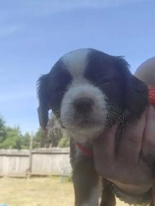 Cavapoo Puppies - Photo 10