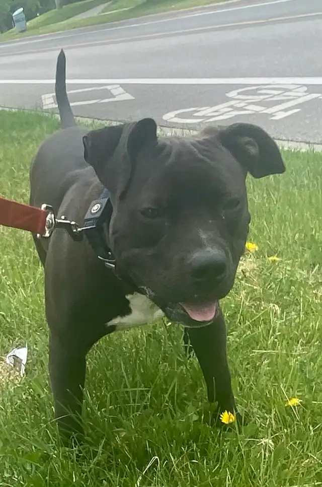 Dog for rehoming