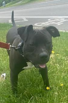 Dog for rehoming