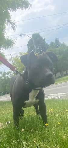 Dog for rehoming - Photo 2