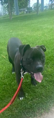 Dog for rehoming - Photo 3