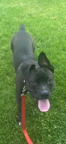 Dog for rehoming - Photo 4