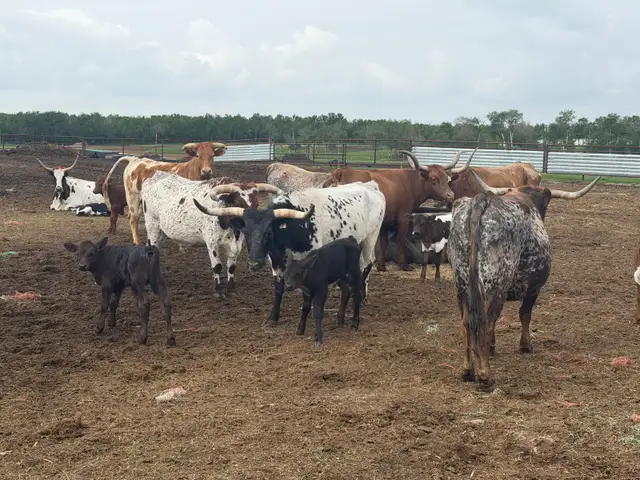 Longhorn Pairs