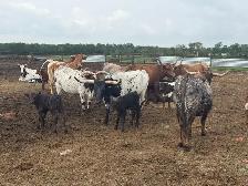 Longhorn Pairs