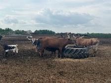 Longhorn Pairs - Photo 2