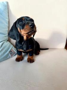 Miniature Dachshund For Sale - 1 Puppy Left!