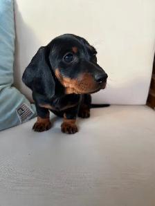 Miniature Dachshund For Sale - 1 Puppy Left! - Photo 2