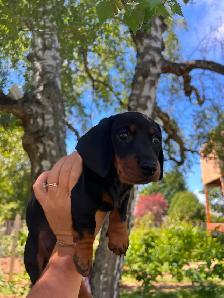 Miniature Dachshund For Sale - 1 Puppy Left! - Photo 3