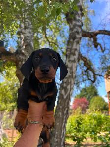 Miniature Dachshund For Sale - 1 Puppy Left! - Photo 4