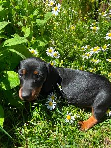 Miniature Dachshund For Sale - 1 Puppy Left! - Photo 5